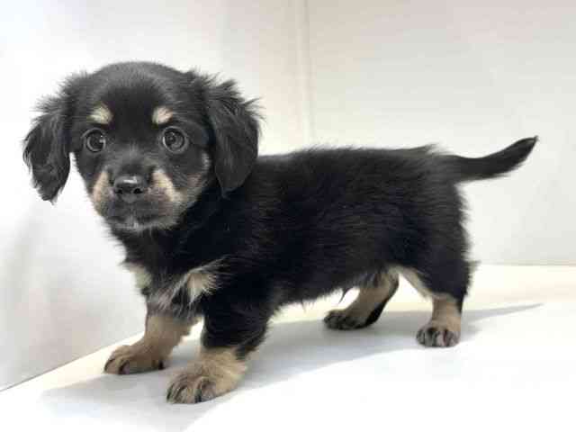 大阪府のハーフ犬・ミックス犬 (ひごペットフレンドリーセブンパーク天美店/2025年8月30日生まれ/男の子/ブラックタン)の子犬の3枚目の画像