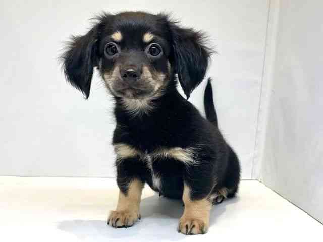 大阪府のチワックス(チワワ×ダックス) (ひごペットフレンドリーセブンパーク天美店/2025年8月30日生まれ/男の子/ブラックタン)の子犬の3枚目の画像