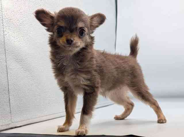 香川県のチワワ(ロング) (ひごペットフレンドリーゆめタウン高松店/2025年8月31日生まれ/女の子/チョコレートタン)の子犬の3枚目の画像