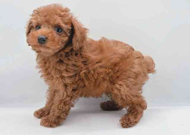 島根県のトイプードル(トイ) (ひごペットフレンドリーイオン松江ショッピングセンター店/2025年8月17日生まれ/男の子/レッド)の子犬の3枚目の画像