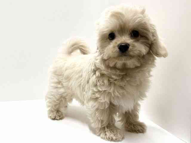 愛知県のチワプー/プーチー(チワワ×プードル) (ひごペットフレンドリーららぽーと名古屋みなとアクルス店/2025年8月31日生まれ/男の子/クリーム)の子犬の3枚目の画像