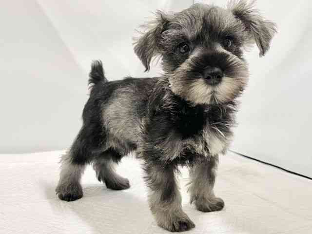 高知県のミニチュアシュナウザー (ひごペットフレンドリーイオンモール高知店/2025年8月30日生まれ/男の子/ソルトペッパー)の子犬の3枚目の画像