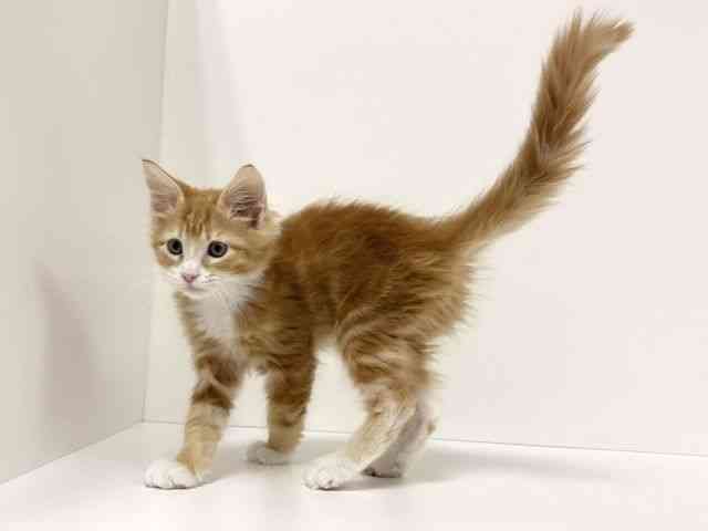 愛知県のメインクーン (ひごペットフレンドリーイトーヨーカドー知多店/2025年8月31日生まれ/男の子/レッドタビーホワイト)の子猫の3枚目の画像