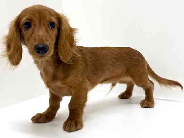 大阪府のミニチュアダックスフンド(ロング) (ひごペットフレンドリーくずはモール店/2025年8月30日生まれ/男の子/クリアレッド)の子犬の3枚目の画像