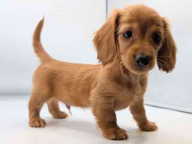 香川県のミニチュアダックスフンド(ロング) (ひごペットフレンドリーゆめタウン高松店/2025年8月30日生まれ/男の子/クリアレッド)の子犬の3枚目の画像