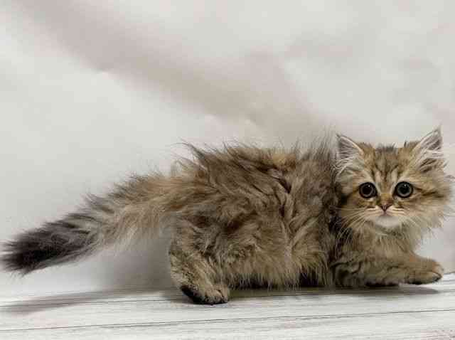 和歌山県のペルシャ (ひごペットフレンドリーパームシティ和歌山店/2025年8月29日生まれ/女の子/チンチラゴールデン)の子猫の3枚目の画像