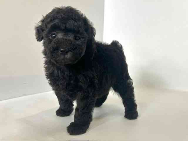 大阪府のトイプードル(トイ) (ひごペットフレンドリーアクロスプラザ住之江店/2025年8月31日生まれ/男の子/シルバー)の子犬の3枚目の画像