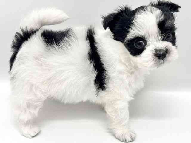 大阪府のチワマル/マルチワ(チワワ×マルチーズ) (ひごペットフレンドリーイオンタウン豊中庄内店/2025年8月28日生まれ/女の子/パーティーカラー)の子犬の3枚目の画像