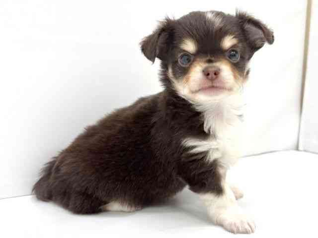 大阪府のチワワ(ロング) (ひごペットフレンドリーイオンタウン茨木太田店/2025年8月30日生まれ/男の子/チョコレートタンホワイト)の子犬の3枚目の画像