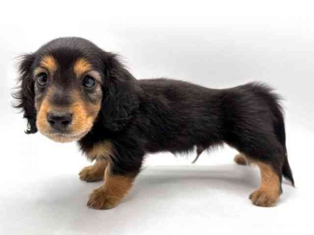 奈良県のカニンヘンダックスフンド(ロング) (ひごペットフレンドリー田原本店/2025年8月30日生まれ/男の子/ブラックタン)の子犬の3枚目の画像