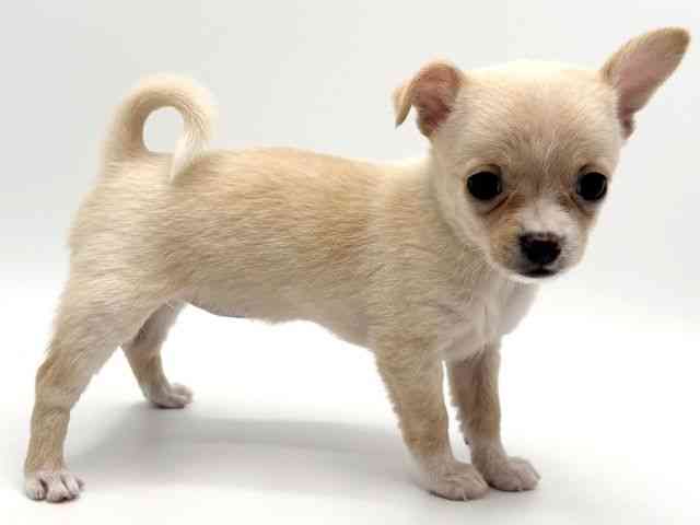 大阪府のポメチワ/チワポメ/ポメチー(ポメラニアン×チワワ) (ひごペットフレンドリーみのおキューズモール店/2025年8月31日生まれ/女の子/クリーム)の子犬の3枚目の画像