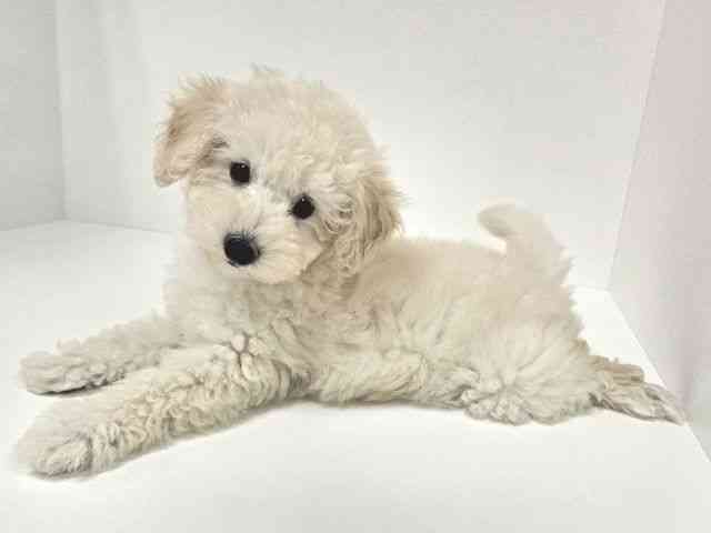 愛知県のトイプードル(トイ) (ひごペットフレンドリーイトーヨーカドー知多店/2025年8月27日生まれ/男の子/ホワイト)の子犬の3枚目の画像