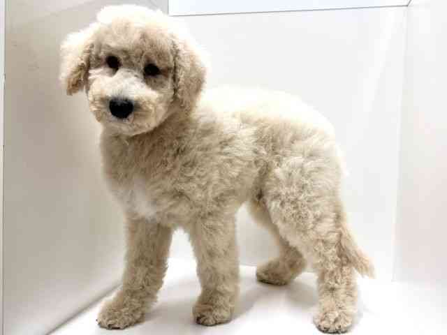 愛知県のスタンダードプードル (ひごペットフレンドリーららぽーと名古屋みなとアクルス店/2025年8月23日生まれ/男の子/クリーム)の子犬の3枚目の画像