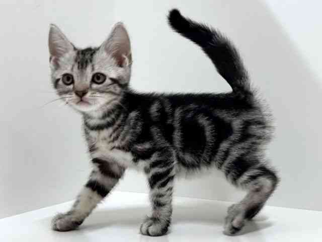 奈良県のアメリカンショートヘアー (ひごペットフレンドリーイオンモール橿原ウエスト・ビレッジ店/2025年8月29日生まれ/男の子/シルバータビー)の子猫の3枚目の画像