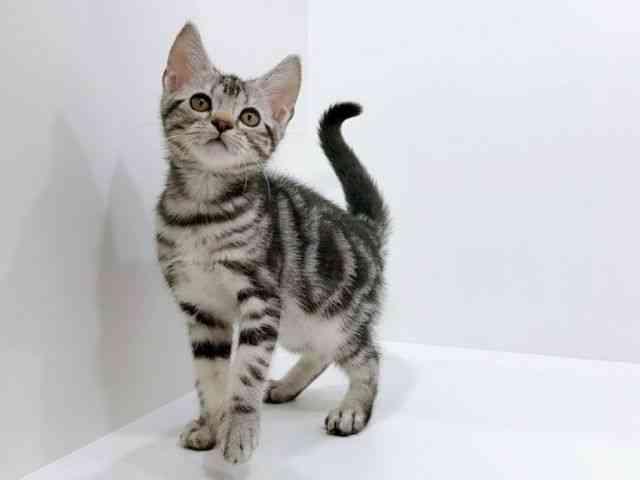 香川県のアメリカンショートヘアー (ひごペットフレンドリーゆめタウン高松店/2025年8月29日生まれ/男の子/シルバータビー)の子猫の3枚目の画像