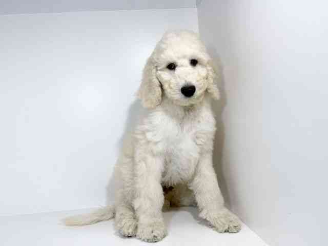 兵庫県のスタンダードプードル (ひごペットフレンドリーイトーヨーカドー明石店/2025年8月23日生まれ/男の子/クリーム)の子犬の3枚目の画像