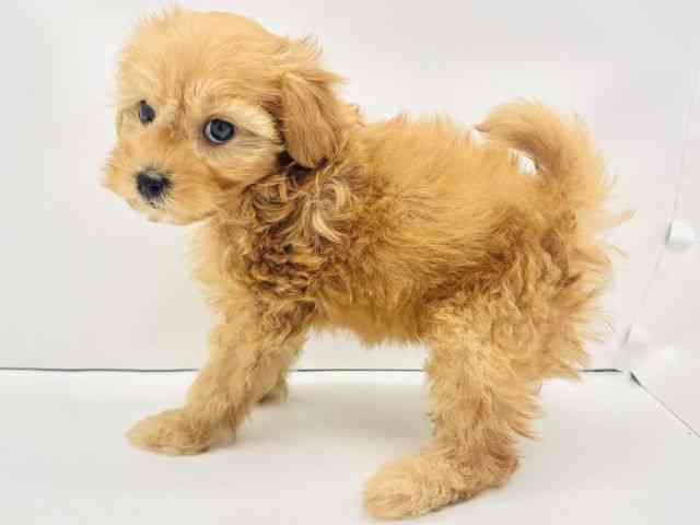 兵庫県のハーフ犬・ミックス犬 (ひごペットフレンドリークラウンパーク伊丹店/2025年8月31日生まれ/男の子/アプリコット)の子犬の3枚目の画像