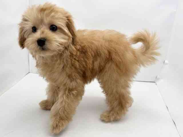 兵庫県のマルプー(マルチーズ×プードル) (ひごペットフレンドリークラウンパーク伊丹店/2025年8月31日生まれ/男の子/アプリコット)の子犬の3枚目の画像