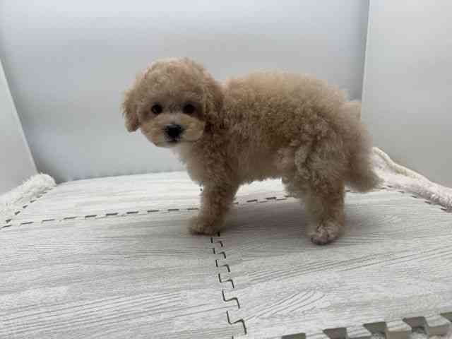 島根県のマルプー(マルチーズ×プードル) (ひごペットフレンドリーイオンモール出雲店/2025年8月31日生まれ/女の子/アプリコット)の子犬の3枚目の画像