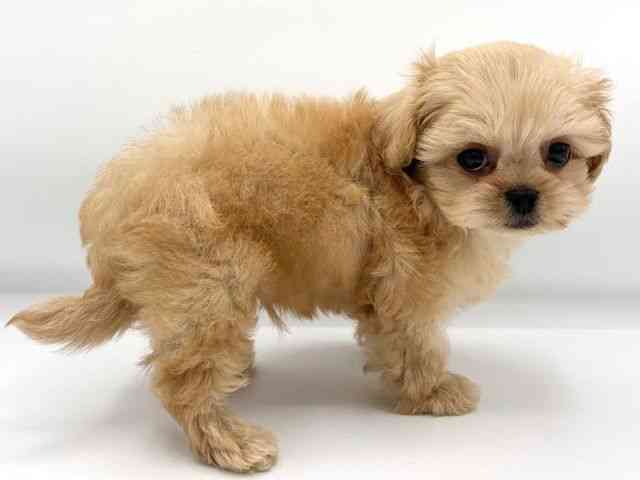 大阪府のハーフ犬・ミックス犬 (ひごペットフレンドリーららぽーとEXPOCITY店/2025年8月30日生まれ/男の子/クリーム)の子犬の3枚目の画像