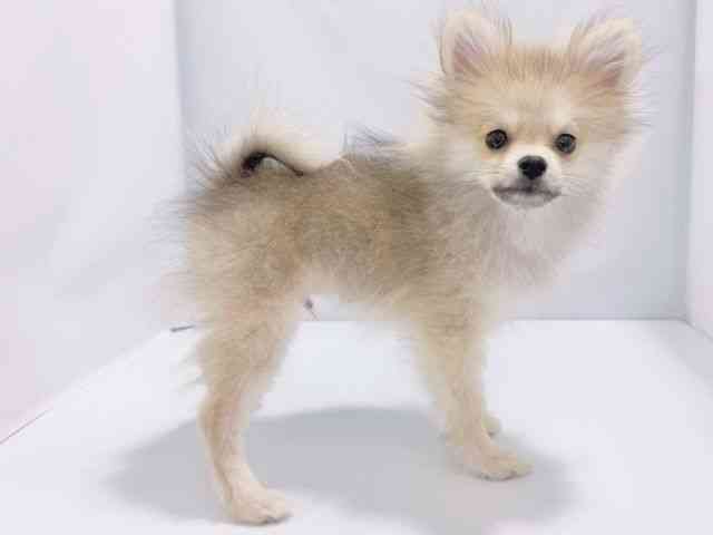 大阪府のポメラニアン (ひごペットフレンドリーイズミヤショッピングセンター千里丘店/2025年8月29日生まれ/男の子/ウルフセーブル)の子犬の3枚目の画像
