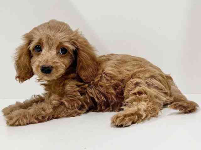 奈良県のハーフ犬・ミックス犬 (ひごペットフレンドリーイオンモール橿原ウエスト・ビレッジ店/2025年8月24日生まれ/女の子/レッド)の子犬の3枚目の画像