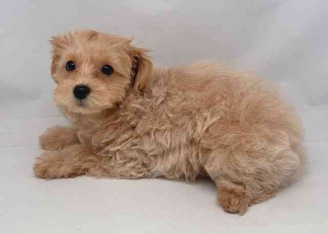 鳥取県のマルプー(マルチーズ×プードル) (ひごペットフレンドリーイオンモール鳥取北店/2025年8月24日生まれ/女の子/フォーン)の子犬の3枚目の画像