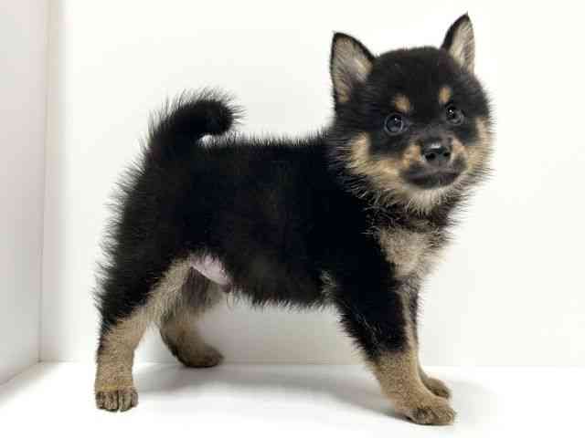 愛知県のハーフ犬・ミックス犬 (ひごペットフレンドリーららぽーと名古屋みなとアクルス店/2025年8月30日生まれ/男の子/黒)の子犬の3枚目の画像