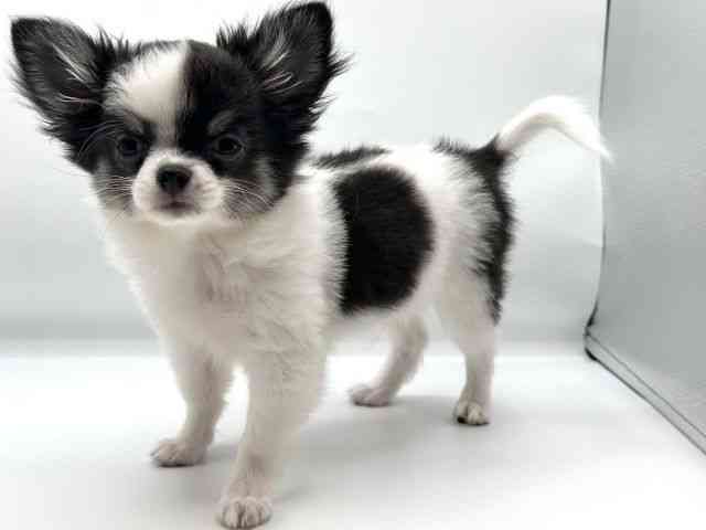 香川県のチワワ(ロング) (ひごペットフレンドリーゆめタウン高松店/2025年8月29日生まれ/男の子/ホワイトブラックタン)の子犬の3枚目の画像