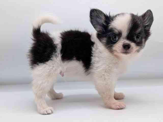 香川県のチワワ(ロング) (ひごペットフレンドリーゆめタウン高松店/2025年8月29日生まれ/男の子/ホワイトブラックタン)の子犬の3枚目の画像