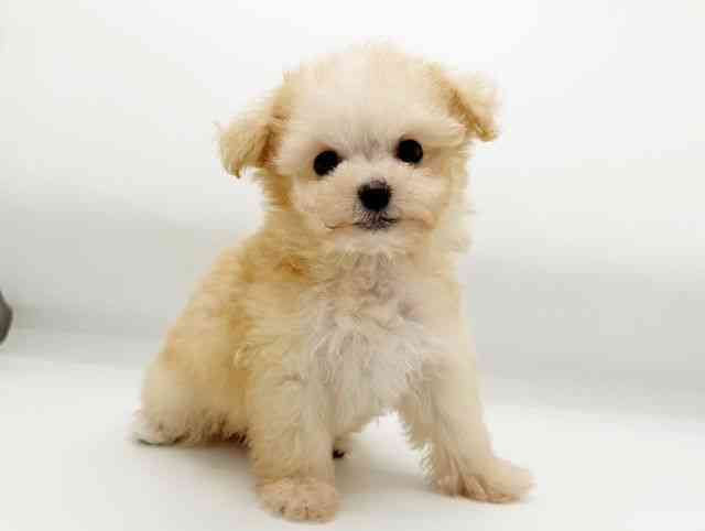 兵庫県のマルプー(マルチーズ×プードル) (ひごペットフレンドリーコロワ甲子園店/2025年8月30日生まれ/女の子/クリームホワイト)の子犬の3枚目の画像