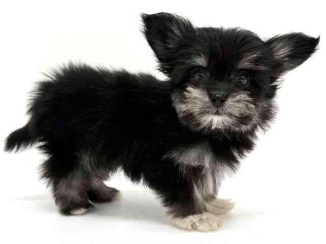 大阪府のチワマル/マルチワ(チワワ×マルチーズ) (ひごペットフレンドリーくずはモール店/2025年8月27日生まれ/男の子/ブラックタンホワイト)の子犬の3枚目の画像