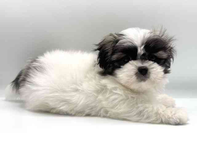 愛知県のペキマル/マルペキ(ペキニーズ×マルチーズ) (ひごペットフレンドリープライムツリー赤池店/2025年8月31日生まれ/女の子/パーティーカラー)の子犬の3枚目の画像