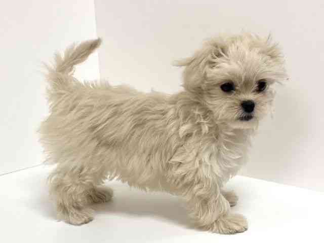 愛知県のハーフ犬・ミックス犬 (ひごペットフレンドリーイトーヨーカドー知多店/2025年8月30日生まれ/女の子/クリーム)の子犬の3枚目の画像