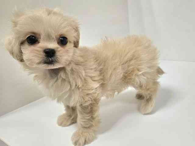 愛知県のハーフ犬・ミックス犬 (ひごペットフレンドリーイトーヨーカドー知多店/2025年8月30日生まれ/女の子/クリーム)の子犬の3枚目の画像