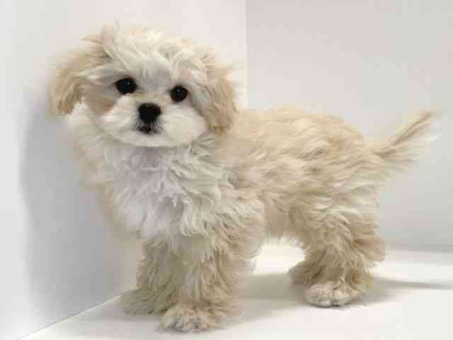 兵庫県のハーフ犬・ミックス犬 (ひごペットフレンドリーイトーヨーカドー明石店/2025年8月30日生まれ/男の子/クリーム)の子犬の3枚目の画像