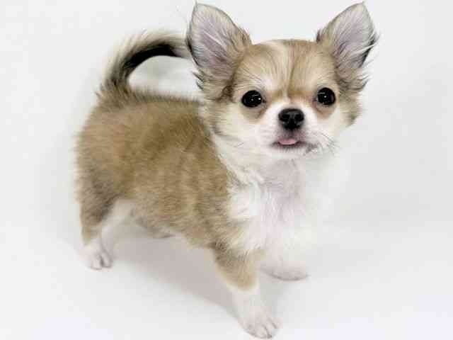 京都府のチワワ(ロング) (ひごペットフレンドリーイズミヤショッピングセンター八幡店/2025年8月29日生まれ/男の子/フォーンホワイト)の子犬の3枚目の画像