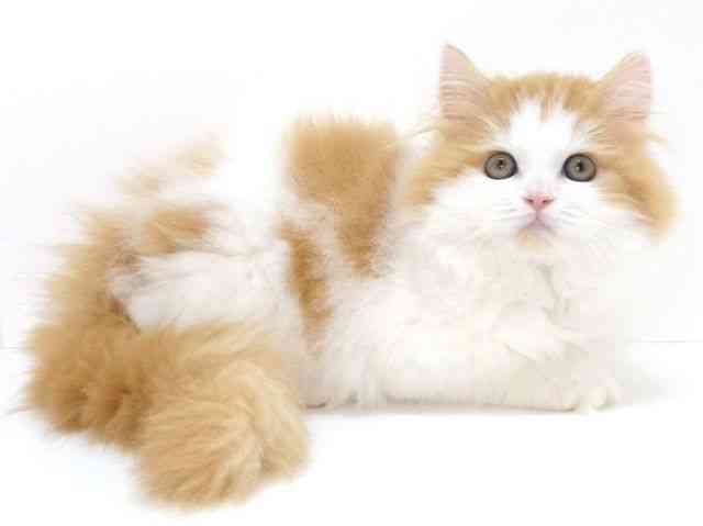 大阪府のスコティッシュフォールド (ひごペットフレンドリーいこらもーる泉佐野店/2025年8月30日生まれ/男の子/レッドタビーホワイト)の子猫の3枚目の画像