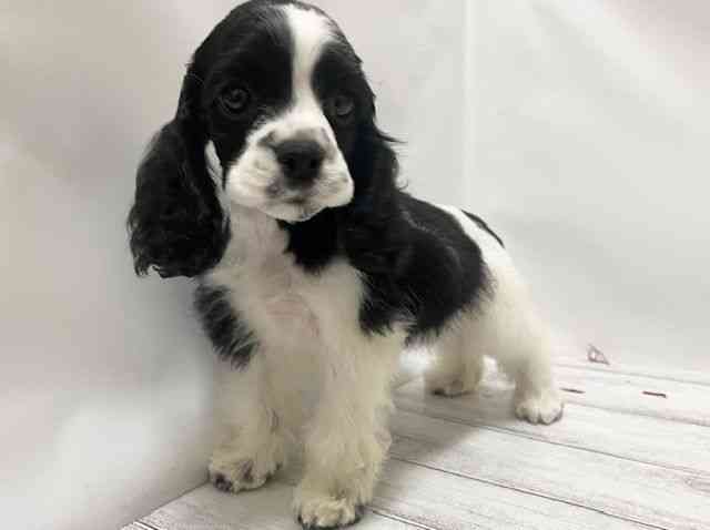 和歌山県のアメリカンコッカースパニエル (ひごペットフレンドリーパームシティ和歌山店/2025年8月30日生まれ/女の子/ブラックホワイト)の子犬の3枚目の画像