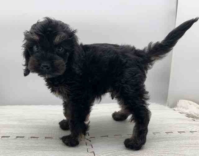 島根県のハーフ犬・ミックス犬 (ひごペットフレンドリーイオンモール出雲店/2025年8月30日生まれ/男の子/ブラックタン)の子犬の3枚目の画像