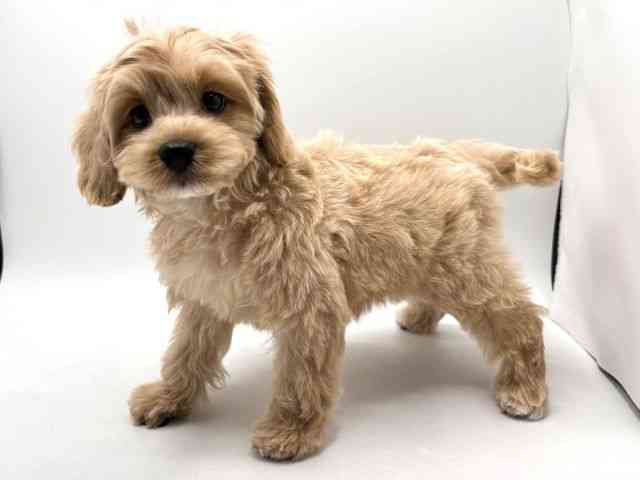 奈良県のコッカプー(アメリカンコッカースパニエル×プードル) (ひごペットフレンドリー田原本店/2025年8月30日生まれ/男の子/クリーム)の子犬の3枚目の画像