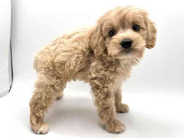 奈良県のハーフ犬・ミックス犬 (ひごペットフレンドリー田原本店/2025年8月30日生まれ/男の子/クリーム)の子犬の3枚目の画像