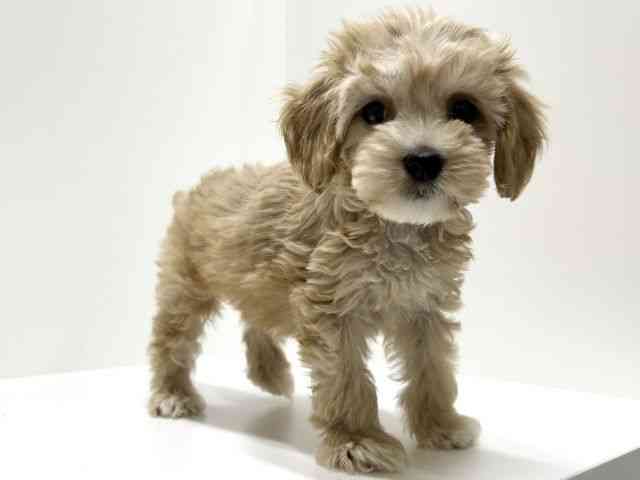 愛知県のハーフ犬・ミックス犬 (ひごペットフレンドリーららぽーと名古屋みなとアクルス店/2025年8月30日生まれ/女の子/クリーム)の子犬の3枚目の画像