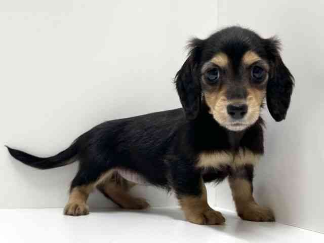 愛知県のミニチュアダックスフンド(ロング) (ひごペットフレンドリーららぽーと名古屋みなとアクルス店/2025年8月24日生まれ/女の子/ブラックタン)の子犬の3枚目の画像