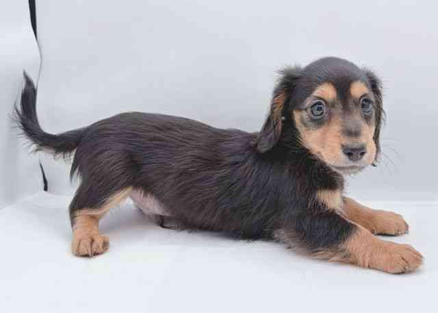 島根県のミニチュアダックスフンド(ロング) (ひごペットフレンドリーイオン松江ショッピングセンター店/2025年8月24日生まれ/男の子/ブラックタン)の子犬の3枚目の画像