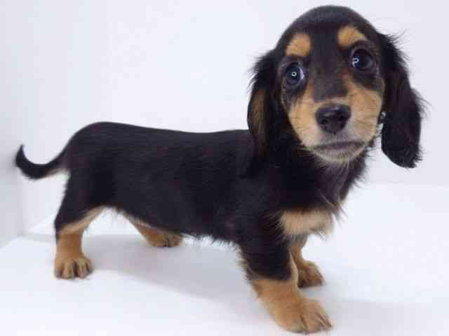 兵庫県のミニチュアダックスフンド(ロング) (ひごペットフレンドリークラウンパーク伊丹店/2025年8月24日生まれ/女の子/ブラックタン)の子犬の3枚目の画像