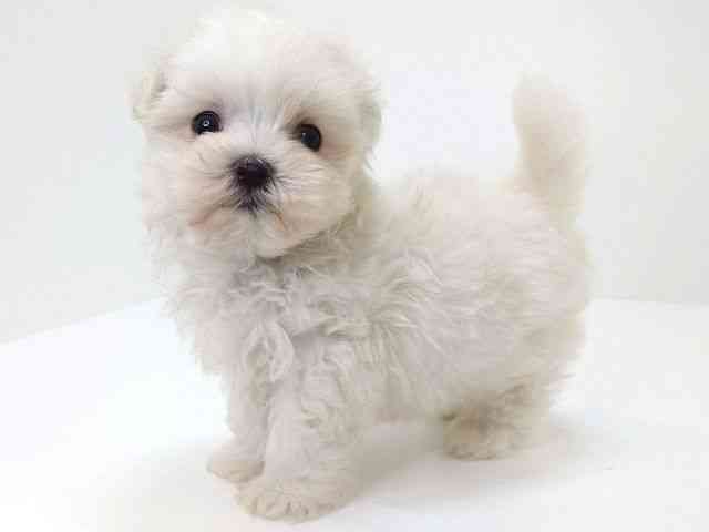 大阪府のマルチーズ (ひごペットフレンドリーいこらもーる泉佐野店/2025年8月31日生まれ/男の子/ホワイト)の子犬の3枚目の画像