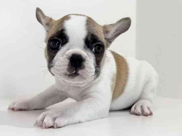 兵庫県のフレンチブルドッグ (ひごペットフレンドリーイトーヨーカドー明石店/2025年8月26日生まれ/女の子/パイド)の子犬の3枚目の画像