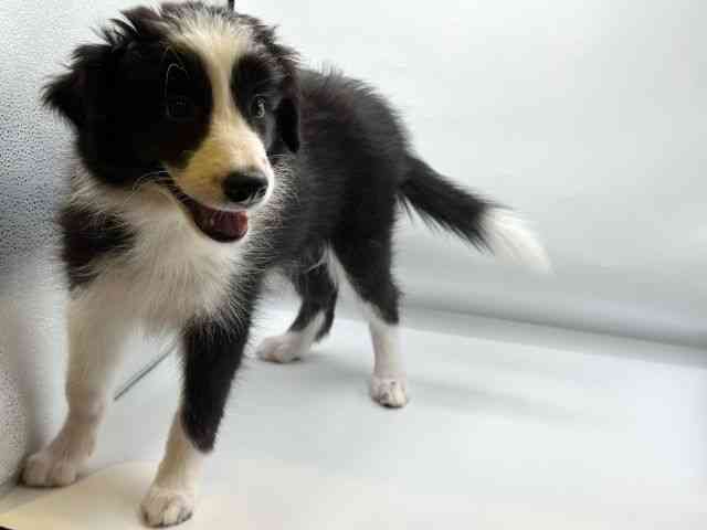 香川県のボーダーコリー (ひごペットフレンドリーゆめタウン高松店/2025年8月25日生まれ/女の子/ブラックホワイト)の子犬の3枚目の画像