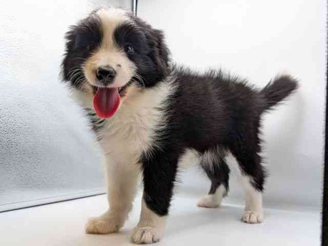 香川県のボーダーコリー (ひごペットフレンドリーゆめタウン高松店/2025年8月25日生まれ/女の子/ブラックホワイト)の子犬の3枚目の画像